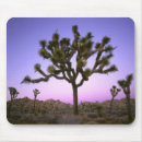Search for joshua tree mousepads Landscape