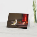 Search for ruby throated cards Photography