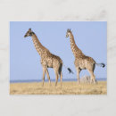 Search for namibia postcards Nature