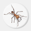 Search for ant magnets Animals
