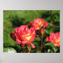 Search for rainbow rose posters Garden