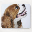 Search for veterinary photography Side view