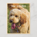 Search for golden doodle postcards Puppy