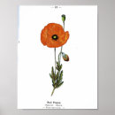 Search for botanical poppy illustration art Red