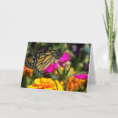 Search for monarch butterfly cards Marigold