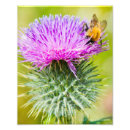 Search for scottish thistle art Flower