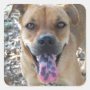 Search for mutt stickers Pup