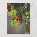 Search for yew Red