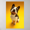 Search for looking up posters Pet