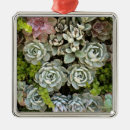 Search for succulents christmas tree decorations Cacti