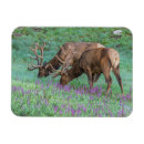 Search for bull elk magnets Rocky mountain national park