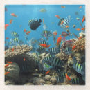 Search for scuba diving coasters Tropical fish
