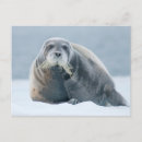 Search for arctic ocean postcards Climate change