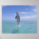 Search for common posters Horizontal