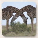 Search for reserve coasters Africa