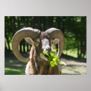Search for wild sheep posters Nature