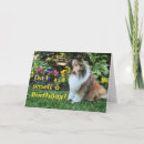 Search for sheltie birthday cards Collie