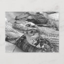 Search for amazonian postcards Rainforest