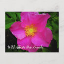 Search for wild pinks postcards For her