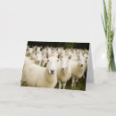 Search for sheeps cards Lamb