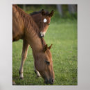 Search for colt posters Brown