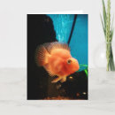 Search for aquarium cards Saltwater