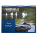 Search for duck calendars Photography