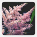 Search for burst stickers Nature