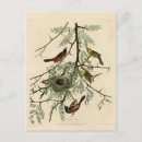 Search for oriole postcards Colour