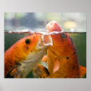 Search for koi carp posters Swimming