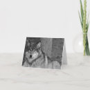 Search for wild wolf cards Wildlife
