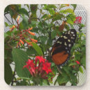 Search for caterpillar coasters Wings