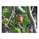 Search for erithacus European robin