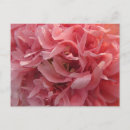 Search for pink poppy postcards Abstract