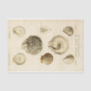 Search for beach tissue paper Decoupage