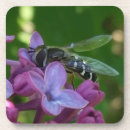 Search for polinate Bee