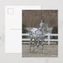 Search for friesians postcards Bob langrish