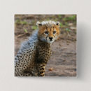 Search for cheetah cat badges Safari