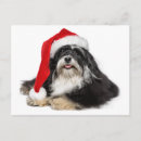 Search for havanese christmas cards Beard