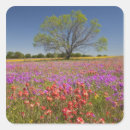 Search for texas wildflower stickers Meadow