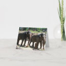 Search for elephant face postcards Head