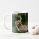 Search for maltipoo coffee mugs Puppy