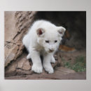 Search for picture of lion posters For kids