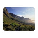 Search for cape town magnets City