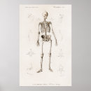 Search for anatomy chart posters Retro