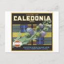 Search for caledonia postcards Vintage