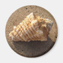 Search for shell pictures magnets Sand