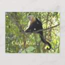 Search for capuchin postcards Monkey