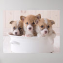Search for corgi posters Canine