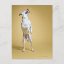 Search for agility dog postcards Animal